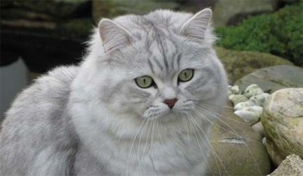 Австралійська тиффани опис породи кішки, характер (фото)