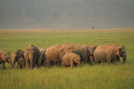 Descriere, caracteristici, stilul de viață, nutriție și fapte interesante ale elefanților asiatici