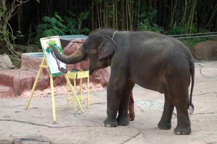 Descriere, caracteristici, stilul de viață, nutriție și fapte interesante ale elefanților asiatici