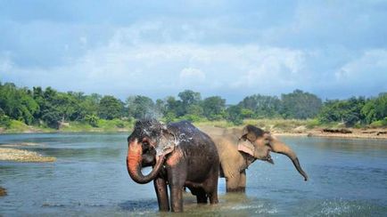 Азіатські слони опис, особливості, спосіб життя, харчування і цікаві факти