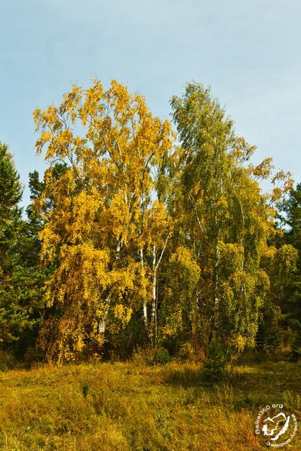 Байкальська стежка