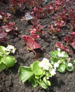 Begonia este o înflorire continuă a semințelor (descriere, cultivare și îngrijire), grădina mea de flori!