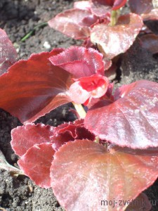 Begonia vechnotsvetuschaya vetőmag (leírás, termesztés és karbantartás), a virágos kert!