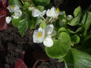 Begonia vechnotsvetuschaya vetőmag (leírás, termesztés és karbantartás), a virágos kert!