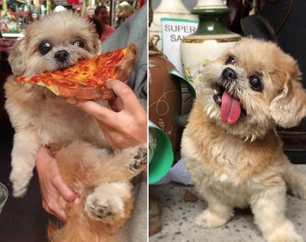 Бездомний собака знайшла будинок і стала зіркою instagram через схожість з майли сайрус (13 фото)