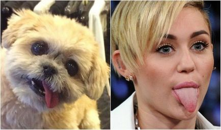 Un câine fără adăpost a găsit o casă și a devenit o instagramă din cauza asemănării cu Milei Cyrus (13 fotografii)