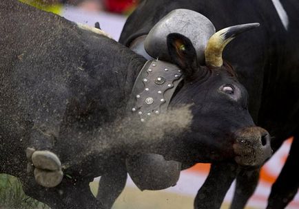 Bătălia de vaci - o tradiție veche în Elveția