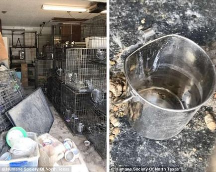 Mai mult de 100 de pisici și câini au fost salvați dintr-o casă murdară din Texas