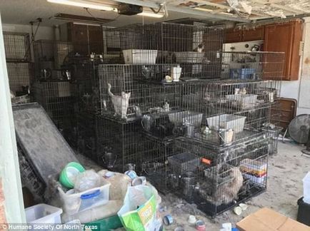 Mai mult de 100 de pisici și câini au fost salvați dintr-o casă murdară din Texas