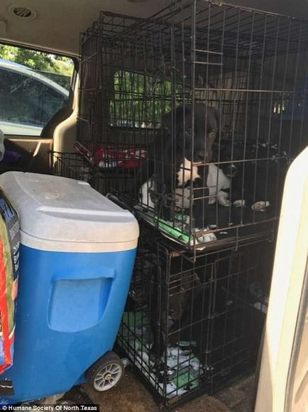 Понад 100 котів і собак були врятовані з одного смердючого будинку в Техасі