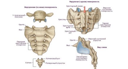 Durerea în sacrum în timpul sarcinii este o boală sau o normă