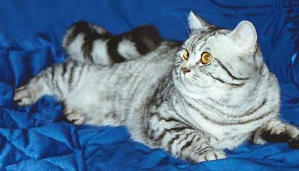 British Shorthair pisica rasei - rasa de pisici