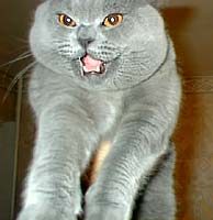 British Shorthair pisica rasei - rasa de pisici