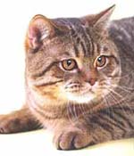 British Shorthair pisica rasei - rasa de pisici
