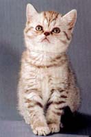 British Shorthair pisica rasei - rasa de pisici