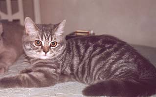 British Shorthair pisica rasei - rasa de pisici