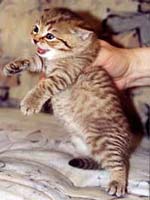 Британська короткошерста кішка про породу - породи кішок