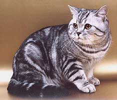 British Shorthair pisica rasei - rasa de pisici