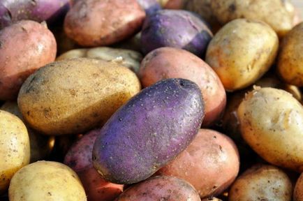 Чим обробити картоплю перед посадкою від шкідників