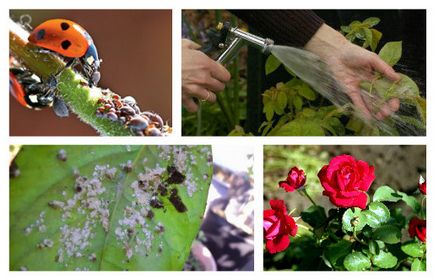 Чим обробити троянди від попелиці народними засобами