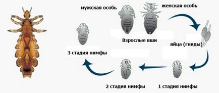 Через скільки днів вилуплюються воші з гнид інкубаційний період, скільки днів дозрівають яйця і