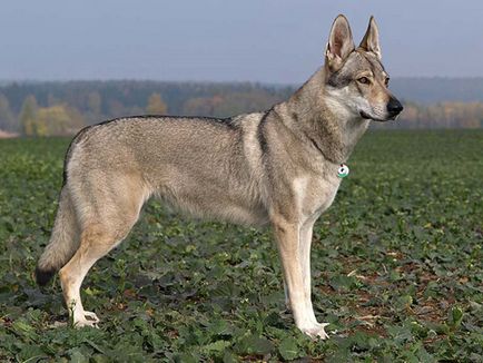 Csehszlovák farkaskutya, fajta leírás, kutyák karakter és képek