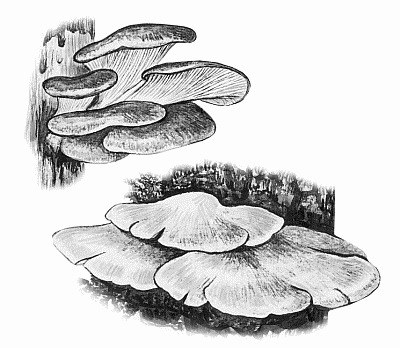 Citiți cartea liberă de creștere a ciupercilor, Lydia Garibova