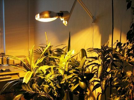 Mi van, ha szobanövények nem elég napfény