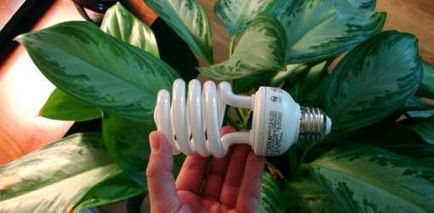 Ce trebuie să faceți dacă plantele interioare nu au suficientă lumină solară