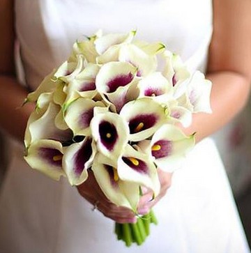 Mi az értelme Calla (Calla) Mi az értelme Calla