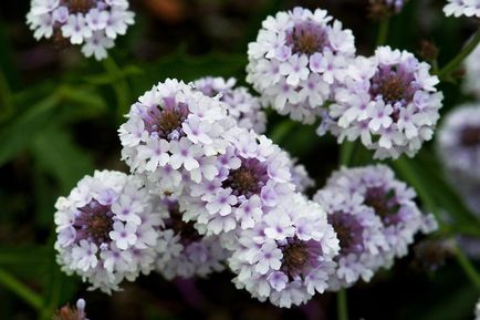 Verbena plantarea de flori pe răsaduri prin creșterea și reproducerea nursing a varietăților de fotografie (plantare) Verbena plantarea de flori pe răsaduri prin cultivarea și nursing reproducerea de soiuri de fotografie