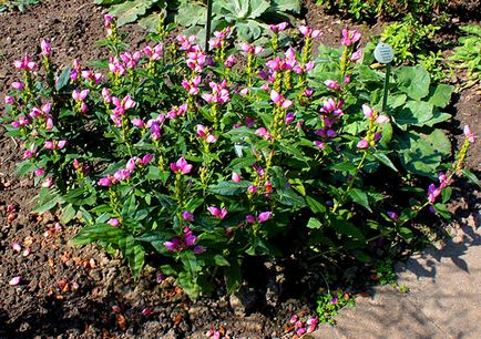 Chiar și pe un sol slab de lut puteți să crească plante uimitor de frumoase, un blog natalya50, contact