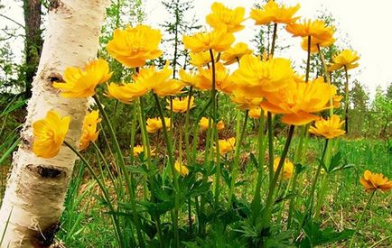 Chiar și pe un sol slab de lut puteți să crească plante uimitor de frumoase, un blog natalya50, contact