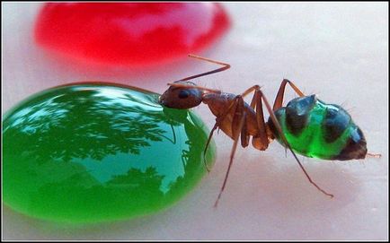 Degustarea unui curcubeu cum să culoarea furnicilor