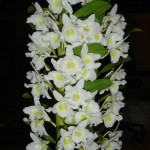 Dendrobium Nobile грижи у дома (Dendrobium Nobile