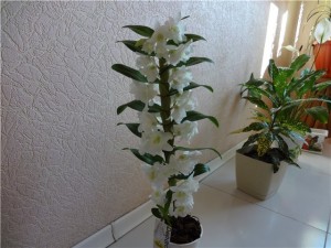 Dendrobium nobilis îngrijire la domiciliu (dendrobium nobil