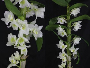 Dendrobium nobilis îngrijire la domiciliu (dendrobium nobil