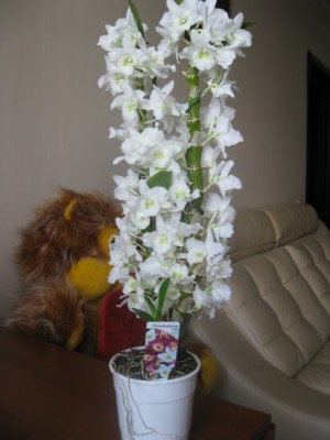 Dendrobium nobilis îngrijire la domiciliu (dendrobium nobil