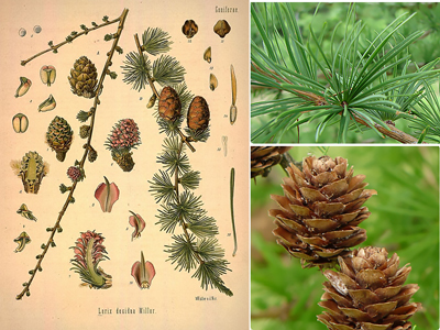 Arborele de zada, poza de zada, specia, descrierea, plantarea de zada si ingrijirea pentru el