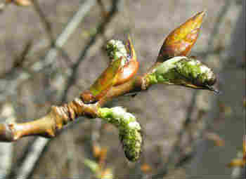 Poplar, muguri de plop