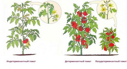Детермінантні сорти томатів для теплиць відмінності від індетермінантних, види, характеристика, фото,