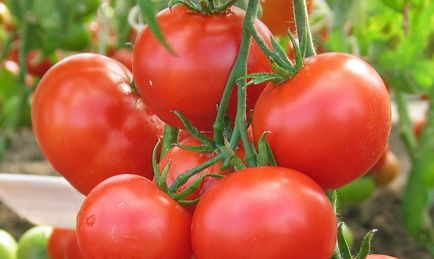 Determinante soiuri de tomate pentru sere de diferență de la nedeterminate, specii, caracteristici, fotografii,