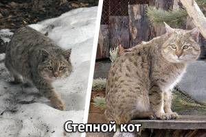 Pisicile sălbatice au devenit mai frecvente în ochii regiunii Astrakhan