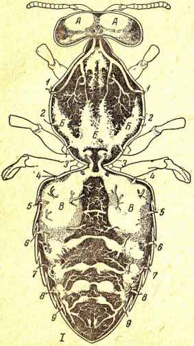 Albirea respirației 1