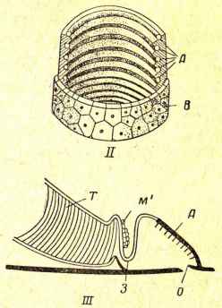 Albirea respirației 1