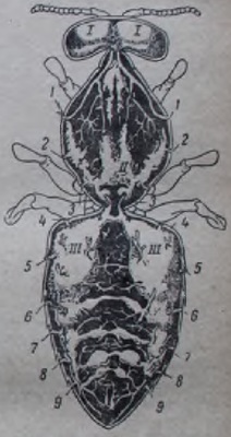 Respirația, apicultura pentru începători, biologia albinelor, echiparea, reproducerea și întreținerea albinelor