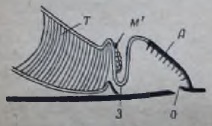 Respirația, apicultura pentru începători, biologia albinelor, echiparea, reproducerea și întreținerea albinelor