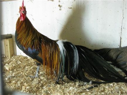 Hosszú farkú csirkék Phoenix (hosszú farkú fajta phoenix Egyéb) Hosszú farkú csirkék Phoenix