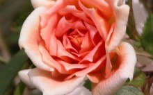 Домашня троянда - догляд в домашніх умовах в горщику влітку, восени і взимку, пересадка, обрізка,