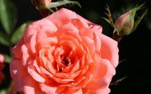 Домашня троянда - догляд в домашніх умовах в горщику влітку, восени і взимку, пересадка, обрізка,